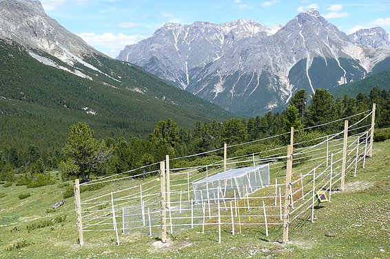 Auf einer Wiese vor einem Bergpanorama stehen unterschiedliche Zäune.