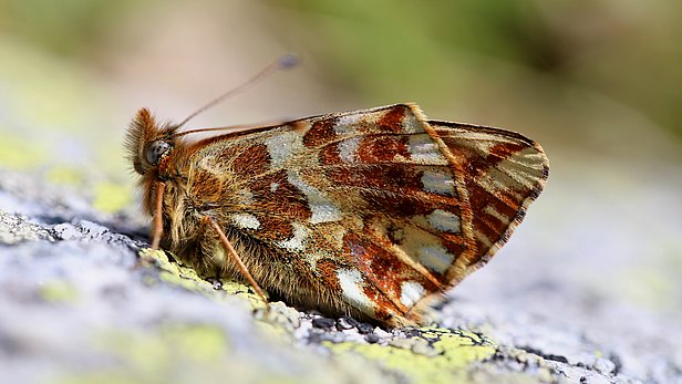 Hochalpen-Perlmuttfalter (Boloria pales)
