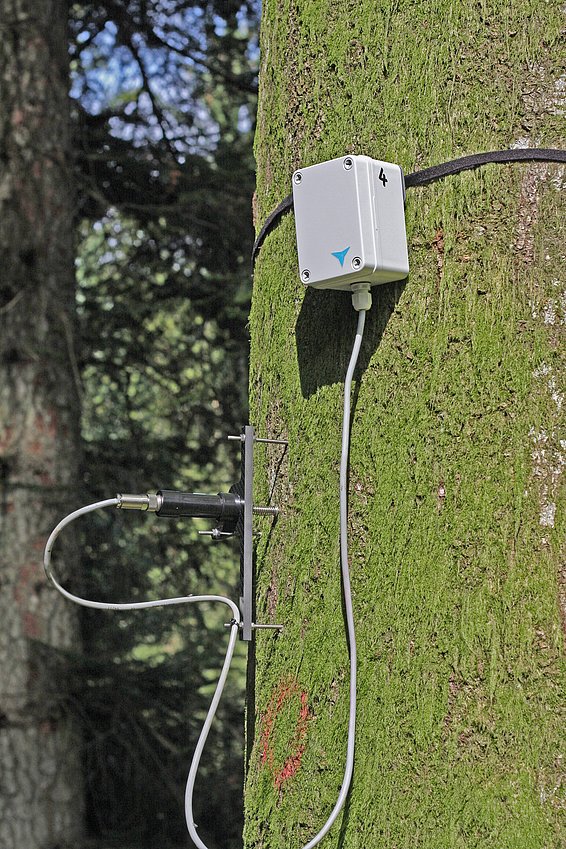 Dendrometer messen Schwankungen der Stammdicke im Mikrometer-Bereich. (Foto: Roman Zweifel)