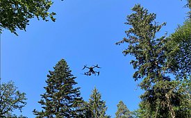 Eine Drohne schwebt über einem Wald mit hohen Bäumen. Der Himmel ist blau und sonnig. Der Fokus liegt auf der Drohne, die von den Baumkronen umgeben ist.