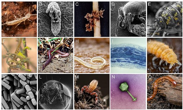 Diversity of the major life forms found in soil.
