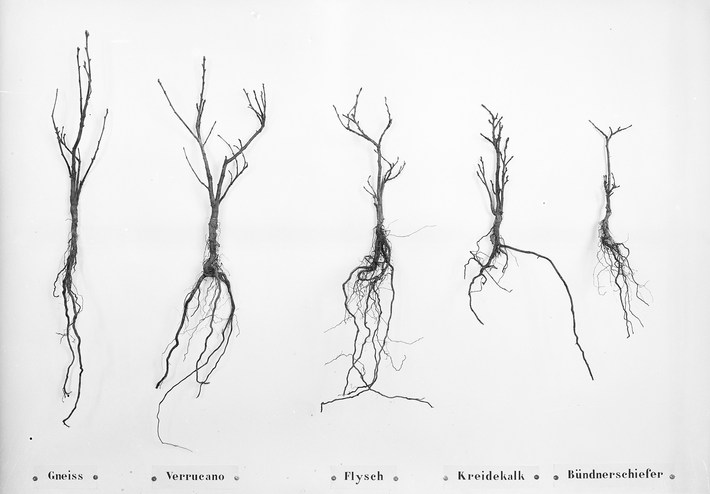 Five small dug-up trees with bare roots can be seen against a white background. Below them it says what kind of soil they grew in.