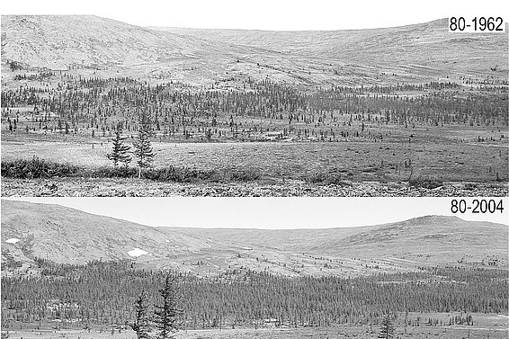 Historische Fotos belegen die Waldzunahme im Polar Ural während der letzten Jahrzehnte. Bilder: S. Shiyatov, IPAE, Ekaterinburg
