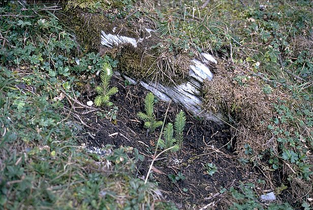 Sämlinge in einer Karstrinne.