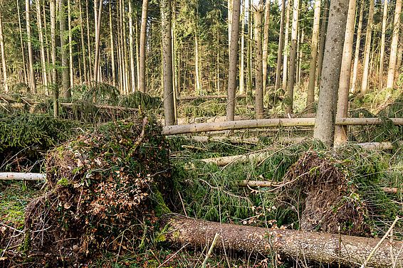 Ein Drittel der Flächenschäden im Wald ist durch Wind oder Sturm verursacht.