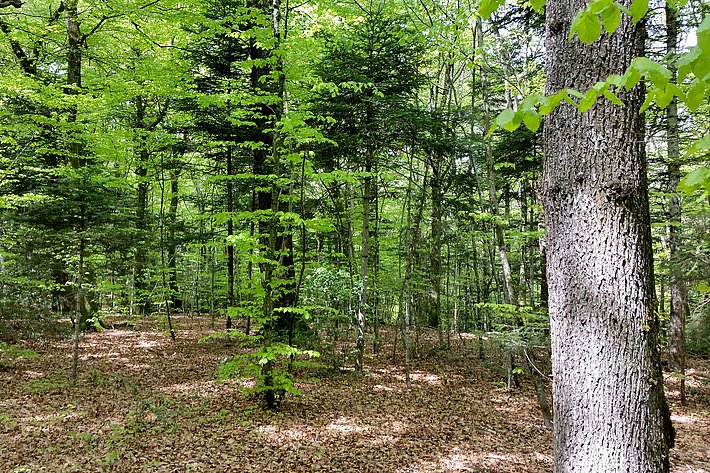 Eichen-Mischwald im Naturwaldreservat Bois de Chénes bei Genolier (Kanton Waadt, Schweiz).
