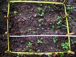 Pro Quadrat sind 16 Teebeutel vergraben - nach 3, 12, 24 und 36 Monaten werden je zwei pro Sorte ausgegraben. Die Etiketten schauen teilweise aus dem Boden hervor. (Foto: Flurin Sutter, WSL)
