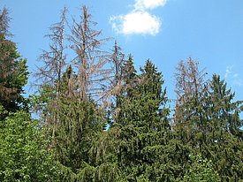 Dürre, absterbende Fichten mit Buchdrucker-Befall stehen neben grünen, gesunden Fichten. Bild: Waldschutz Schweiz, WSL