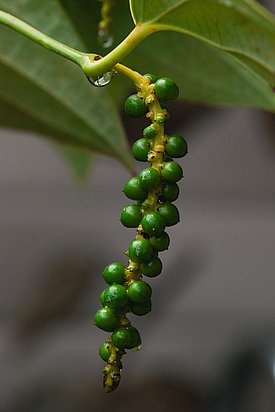 Ein langer, grüner Stängel mit vielen runden, grünen, unreifen Beeren hängt von einem Stiel einer Pflanze. Die Beeren sind glänzend und in Gruppen angeordnet, umgeben von leuchtenden, grünen Blättern.