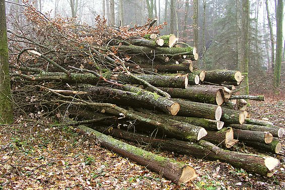 In der Schweiz liesse sich noch mehr Energieholz nutzen. Die Frage ist nur, wie die Kosten der Holznutzung gedeckt werden können. (Bild: Fritz Frutig / WSL)