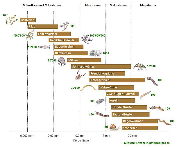 Körperlängen der Bodenorganismen