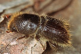 Le typographe, un ravageur de 4-5 mm de long, s’attaque principalement aux épicéas affaiblis. 