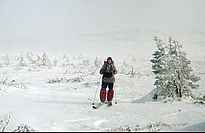 Expedition an die Waldgrenze des Uralgebirges im Winter. Die Winterverhältnisse, insbesondere das Abrasieren von Nadeln durch Schneekristalle, können für das Überleben der Bäume entscheidend sein. Bild: F. Hagedorn/WSL