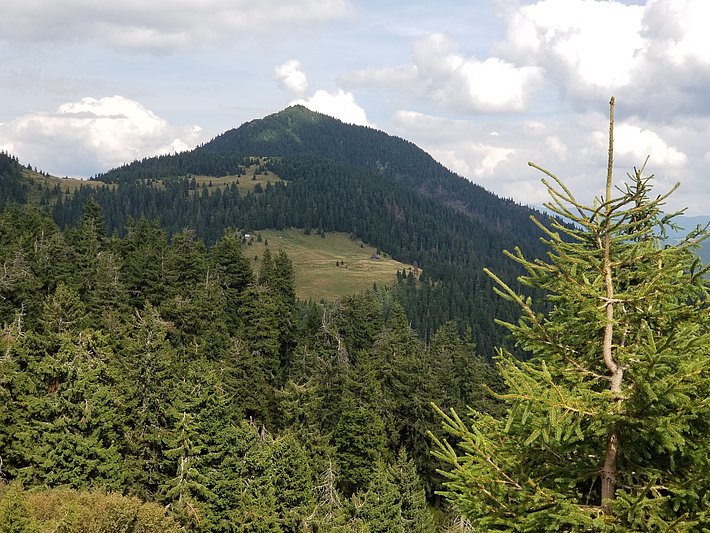 Der Petros ist der höchste bewaldete Berg der Ukraine (1780 m). (Foto: Peter Brang, WSL)