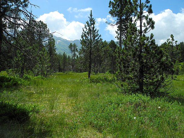 Grüne Wiese mit Bergföhren. Im Hintergrund Berge unter blauem Himmel mit Wolken.