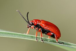Das Maiglöckchen-Hähnchen (Lilioceris merdigera) zum Beispiel frisst bevorzugt Maiglöckchen. Foto: Felix Neff / WSL 