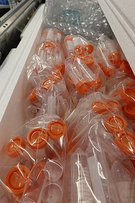 Hunderte Röhrchen für Schneeproben kommen in gut isolierten Styroporbehältern mit. (Foto: Jochen Bettzieche / SLF) 