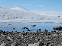 Eine Gruppe Raubmöwen steht am Ufer eines Gewässers auf Steinen. Im Hintergrund sind verschneite Hügel zu sehen.
