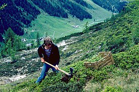 Una persona con giacca blu e jeans lavora con una zappa su un ripido pendio montuoso, accanto a una cassa con delle piante.