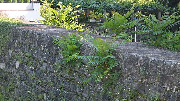  Giovani esemplari di ailanto cresciuti sulla massicciata dei ripari del torrente Dragonato nell’area urbana di Bellinzona (TI)