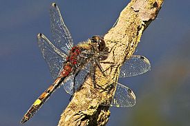 Grosse Moosjungfer, _Leucorrhinia pectoralis_ (Foto: Andreas Eichler, CC BY-SA 3.0, wikimedia)