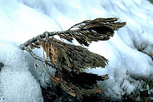 Vertrocknete, braune Nadelzweige liegen auf Schnee, sichtbar sind Nadeln und Zweigstruktur.