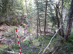 Alpnach OW, 11.08.2009 (Foto: LFI/WSL)