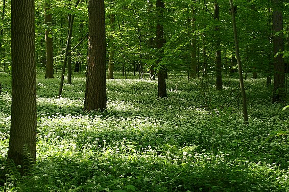Buchen-Mischwald mit blühendem Bärlauch bei Tübingen 