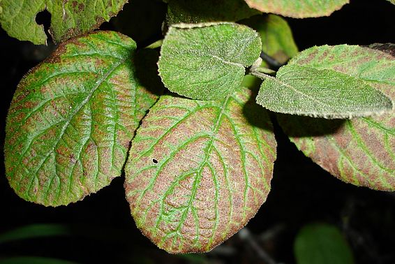 Blätter des Wolligen Schneeballs (Viburnum lantana) mit Ozonsymptomen (braune Flecken). (Foto: Marcus Schaub, WSL)