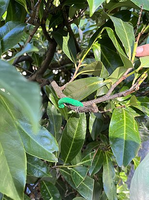 Bruco verde di plastilina su un ramo con foglie verdi, un dito che indica il bruco a destra.