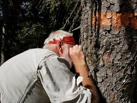Ein Flechtenspezialist an der Arbeit. (Foto: Peter Brang, WSL)
