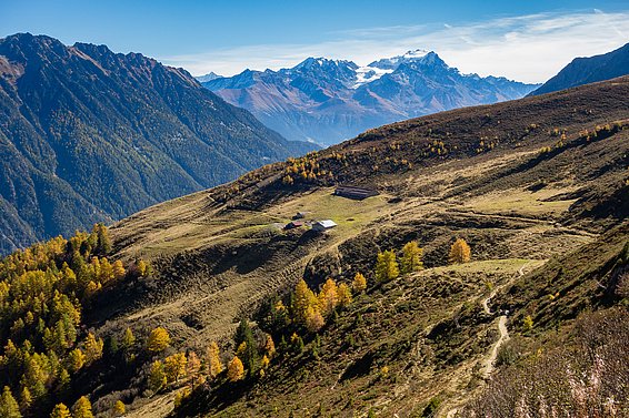Die Waldfläche wächst derzeit vor allem in den Alpen. Foto Simon Speich, www.speich.net