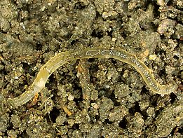 Abb. 9. Weisswürmer gehören nebst den Regenwürmern zu den wichtigsten Zersetzern der Streue.