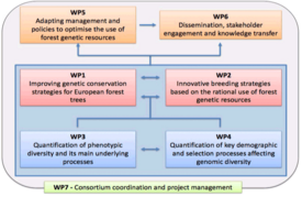 GenTree work packages