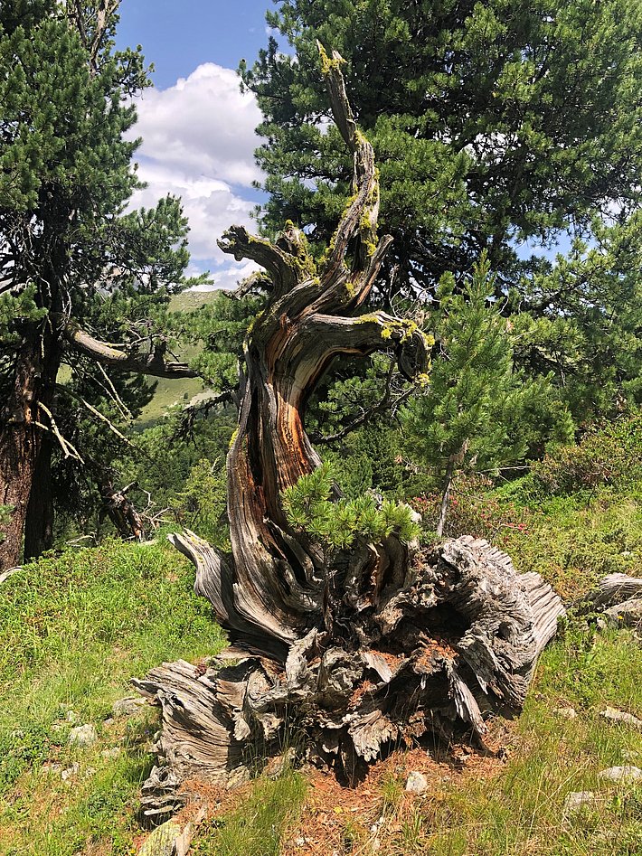 Abgestorbener Arvenstamm mit jungen Arvenbäumchen, umgeben von grünen Bäumen und Wiesen unter blauem Himmel