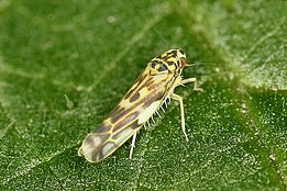 Die Wald-Nessel-Blattzikade (Eupteryx urticae), die sich auf Brennnesseln als Nahrungspflanze spezialisiert hat. Foto: Felix Neff / WSL