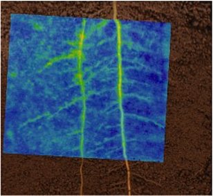 Visualisierung des Potentials zur Mobilisierung von organisch gebundenem Phosphor in der Rhizosphäre mit Hilfe von Zymographie. Bild: Sonia Meller, WSL