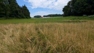Weite Wiese mit hohem Gras, umgeben von Wald, unter bewölktem Himmel vor landwirtschaftlichem Gebäude