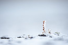 Der erste Schnee an der Küste der Oktoberrevolutions-Insel läutet Ende August das Ende des Sommers ein. Foto: Fabian Fopp.