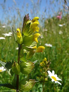 Der kleine Klappertopf ist charakteristisch für artenreiche Feuchtwiesen (Foto: Martin Fellendorf)