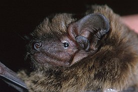 Der Kleine Abendsegler gehört zu den Fledermäusen, die in Höhe der Rotorblätter fliegen. Bild: Martin Obrist, WSL