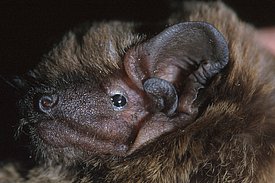 Der Kleine Abendsegler gehört zu den Fledermäusen, die in Höhe der Rotorblätter fliegen. Bild: Martin Obrist, WSL
