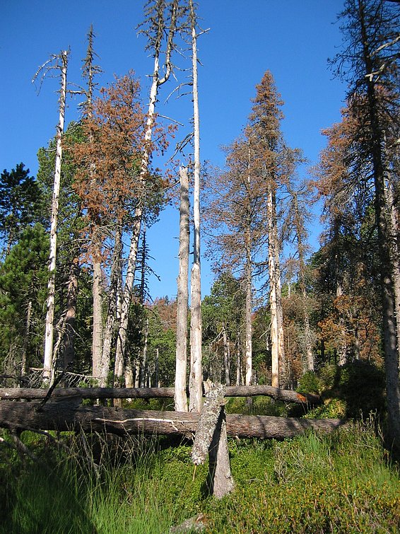 Wie gut oder schlecht es Bäumen geht, ist nicht so einfach zu bestimmen. (Foto: Thomas Reich)