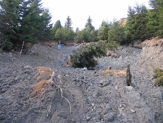 St. Antönien (GR): An steilen Hängen genügen die flachwuzelnden Fichten häufig nicht, um Rutschungen zu verhindern. Der rot-weisse Stab (Jalon) dient bei der Erfassung von Rutschungen für die Rutschungsdatenbank zur Vermessung der Dimensionen der Rutschung (Länge, Breite, Tiefe, Neigung etc.). (Foto: WSL)