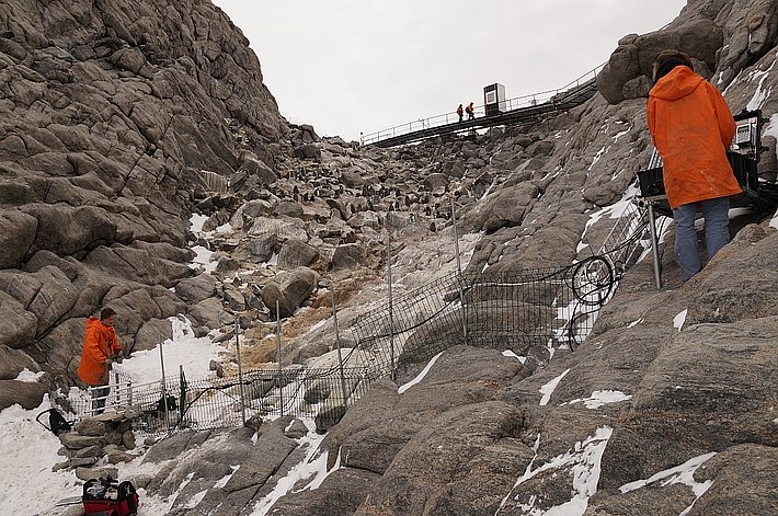 Eine der vielen Pinguinkolonien wird erforscht. Sobald die Pinguine das Gatter verlassen, werden sie automatisch registriert und gewogen.