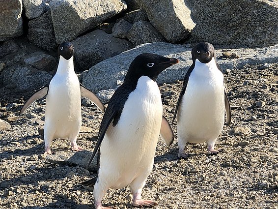 Drei Pinguine stehen auf einem steinigen Boden. Sie haben einen weißen Bauch und einen schwarzen Rücken.