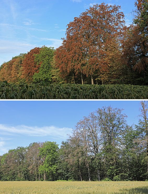 Zu frühe Herbstfarben bei Buchen im Kanton Schaffhausen im Sommer 2018  (oben) und geschädigte Baumkronen im darauffolgenden Sommer (unten) . Foto: Ulrich Wasem, WSL
