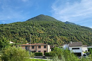 Im Tessin wachsen an extrem trockenen Standorten wie hier bei Arbedo Flaumeichen (Quercus pubescens), sie sind fast jedes Jahr Ende August so braun… (Foto: Marco Conedera, WSL) 