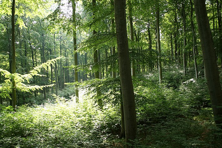 Naturnaher Buchenwald auf der Insel Rügen (Norddeutschland).