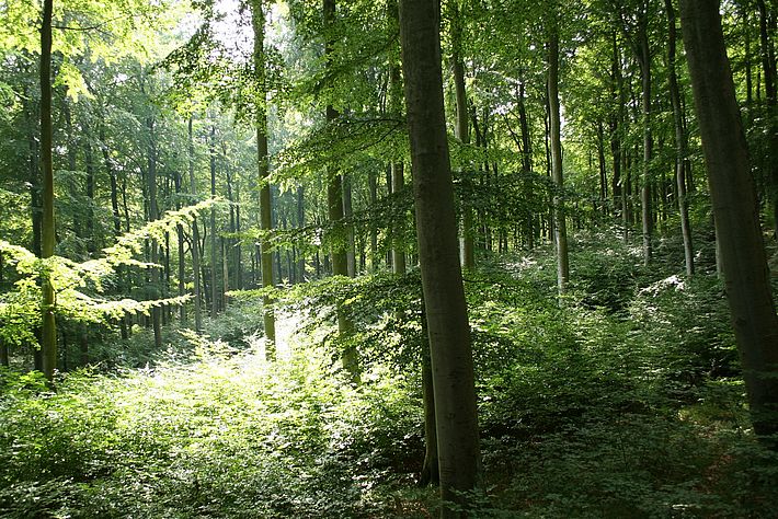 Naturnaher Buchenwald auf der Insel Rügen (Norddeutschland).